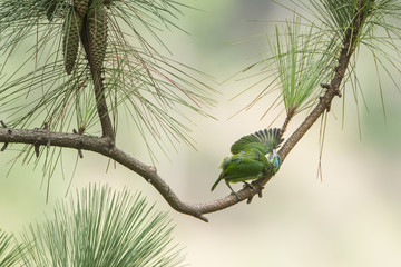 Yellow-fronted Barbet in Ella, Sri Lanka