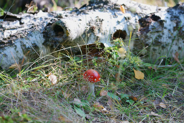 Красивый мухомор