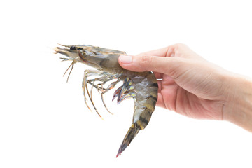 Raw Black Tiger Shrimp in hands isolated on white background
