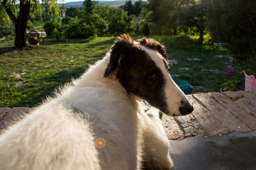 Fototapeta premium Greyhound puppy lying and guard