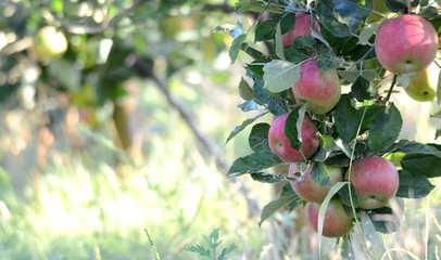 Apples in orchard early on the morning