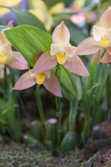 洋ラン　リカステ