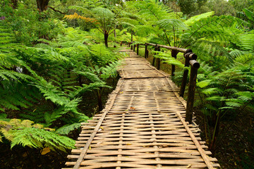 Bamboo bridge with ferns