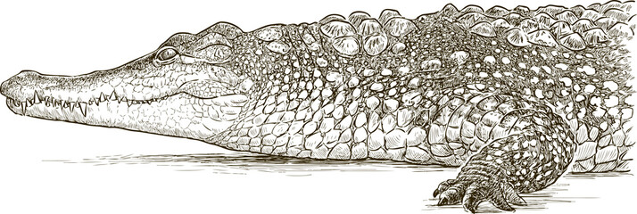 Obraz premium crocodile