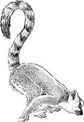 curious lemur © asmakar