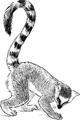 lemur © asmakar