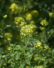 st John's wort vibrant yellow flower close up