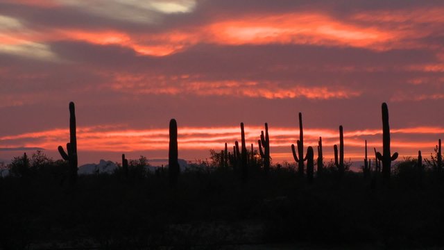 The sun is setting over a field of cactus.