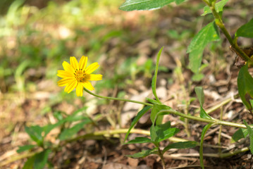 Yellow wild grass flower