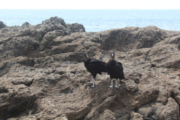 Zwei Rabengeier stehen auf einem Felsen