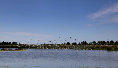 Envol. Etang des Morettes.