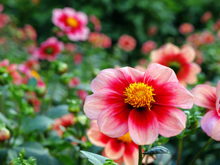 Dahlienbeet