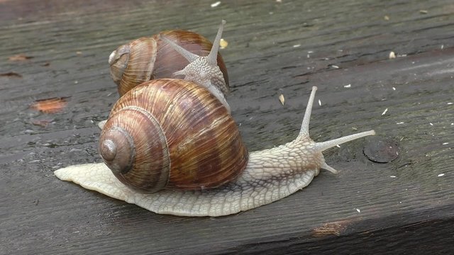 Two snails in tight connection 
