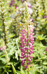 Fototapeta premium Natural floral background. Beautiful pink flowers.