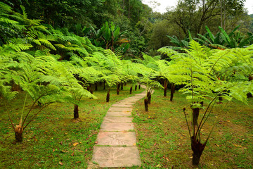 Forest hiking trail covered with ferns