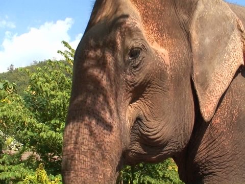 A large elephant approaches.