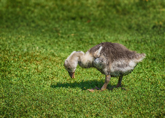 Little Gosling Looking for Food in the Grass