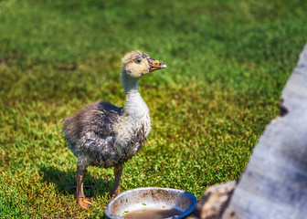 Little Gosling Looking for Food in the Grass