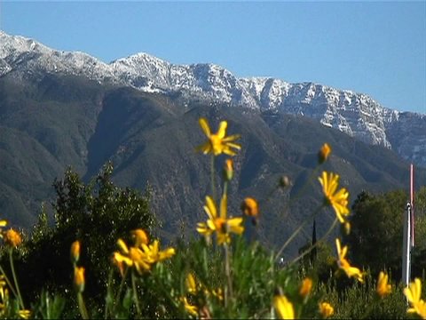 Wild flowers near a mountain sway slightly with a passing breeze.