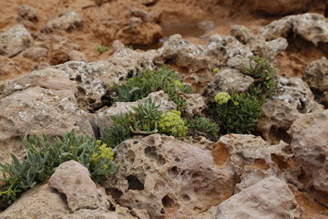 limestone with plants by the ocean