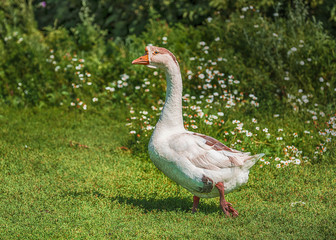 Adult goose on grass