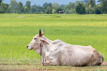 A bull  in the rice field