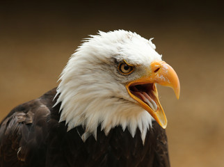 Portrait of a Bald Eagle calling
