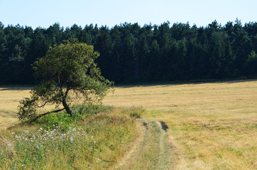 Polna ścieżka