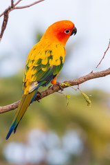 Colorful yellow parrot, Sun Conure (Aratinga solstitialis), stan