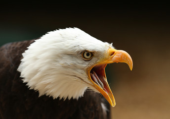 Portrait of a Bald Eagle calling