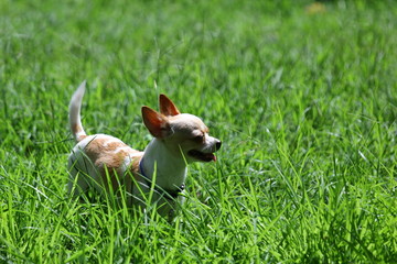 Dogs, puppies, Chihuahua, Chihuahua cute.