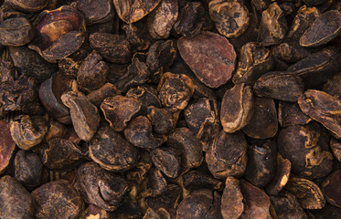 Whole Cola Nuts (background image)