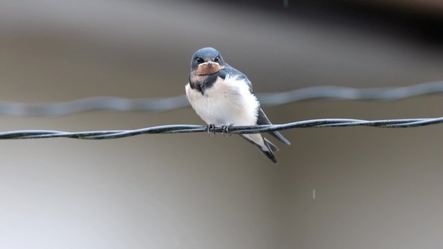 雨の中の巣立ち雛