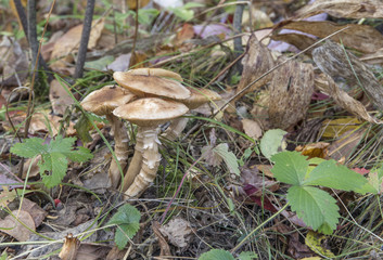 the mushroom amanita muscaria.