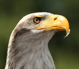 Portrait of a Bald Eagle 