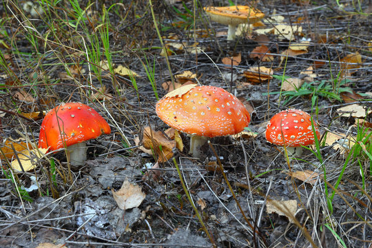 three mushroom amanita muscaria.