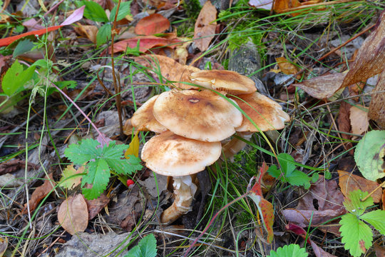 the mushroom amanita muscaria.