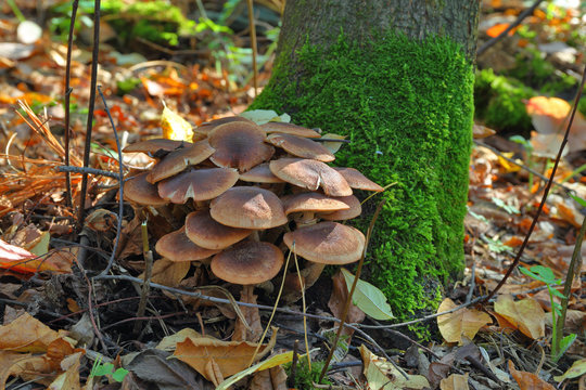 the mushroom amanita muscaria.