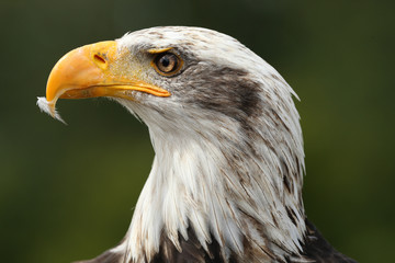 Portrait of a Bald Eagle 