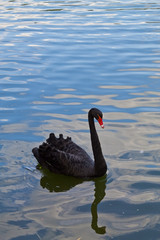Naklejka premium Black swan swimming in the lake, closeup