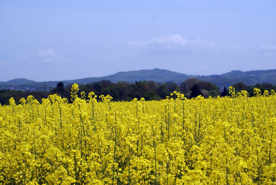 Rapsfeld