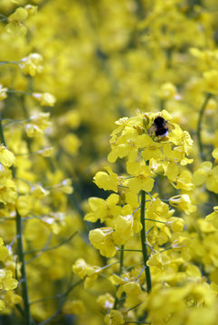 Raps Hummel