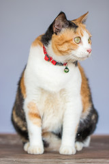 three color thai cat