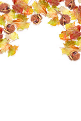 border frame of colorful autumn leaves and chestnut on white bac