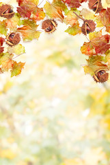 border frame of colorful autumn leaves and chestnut on white bac