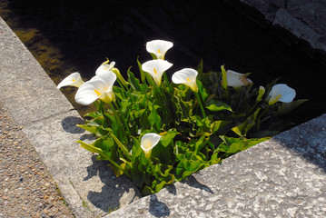 白い花