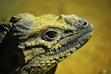 Close-up shot of a lizard's head.