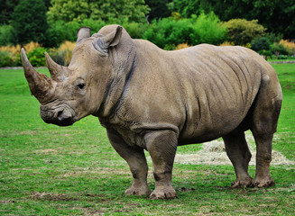 Muddy rhinoceros male, standing.