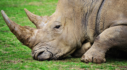 Obraz premium Close-up shot of a male rhinoceros's head, laying down.