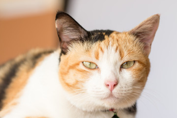 three color thai cat